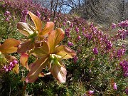 61 Erica (Erica carnea) in fiore con ellebori fecondati di vario colore